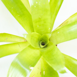 Vriesea sp.