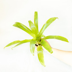 Vriesea sp.