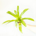 Vriesea sp.