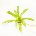 Vriesea sp.
