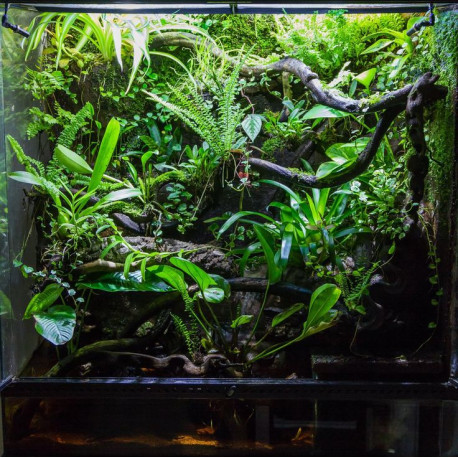 Vriesea sp.