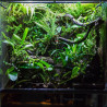 Vriesea sp.