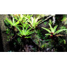 Vriesea sp.