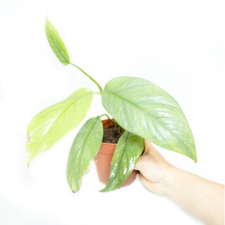 Epipremnum pinnatum 'Cebu Blue'