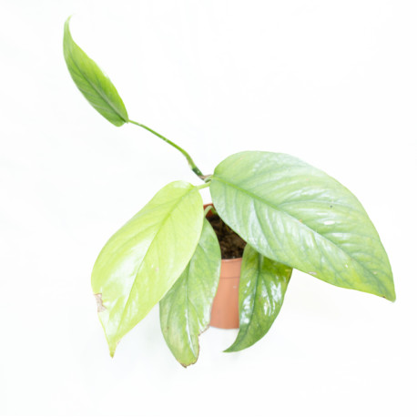Epipremnum pinnatum 'Cebu Blue'