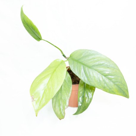 Epipremnum pinnatum 'Cebu Blue'