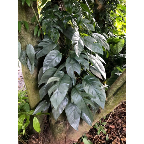 Epipremnum pinnatum 'Cebu Blue'