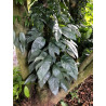 Epipremnum pinnatum 'Cebu Blue'
