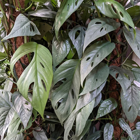 Epipremnum pinnatum 'Cebu Blue'