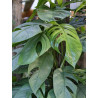Epipremnum pinnatum 'Cebu Blue'