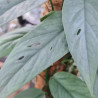 Epipremnum pinnatum 'Cebu Blue'