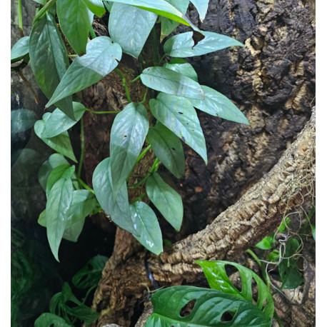 Epipremnum pinnatum 'Cebu Blue'