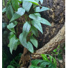 Epipremnum pinnatum 'Cebu Blue'