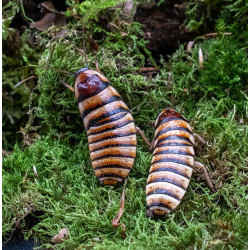 Barata Sibilante de Madagáscar - Halloween hissing cockroach - Elliptorhina javanica