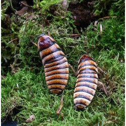 Barata Sibilante de Madagáscar - Halloween hissing cockroach - Elliptorhina javanica