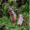 Barata Sibilante de Madagáscar - Halloween hissing cockroach - Elliptorhina javanica