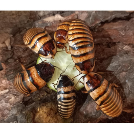 Barata Sibilante de Madagáscar - Halloween hissing cockroach - Elliptorhina javanica