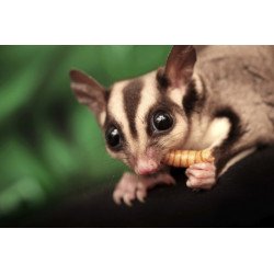 Pack de Snacks 'Gliders' - Little One