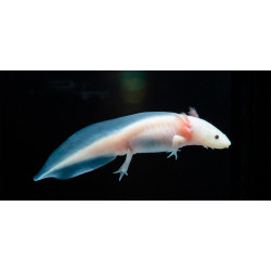 Axolote - Ambystoma mexicanum