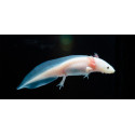 Axolote - Ambystoma mexicanum