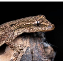 Lagartixa-de-luto - Mourning Gecko - Lepidodactylus lugubris