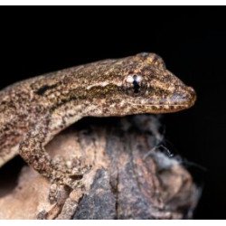 Lagartixa-de-luto - Mourning Gecko - Lepidodactylus lugubris