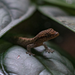 Lagartixa-de-luto - Mourning Gecko - Lepidodactylus lugubris
