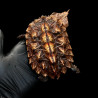 Tartaruga mata-mata - Chelus fimbriata