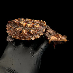 Tartaruga mata-mata - Chelus fimbriata