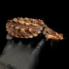 Tartaruga mata-mata - Chelus fimbriata