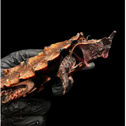 Tartaruga mata-mata - Chelus fimbriata