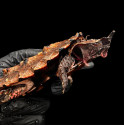 Tartaruga mata-mata - Chelus fimbriata