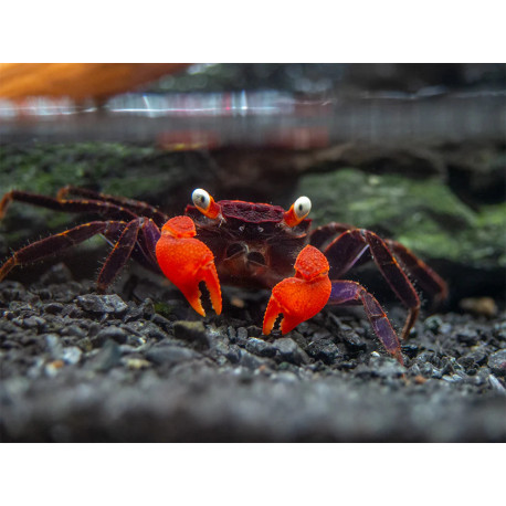 Caranguejo sp. Red Devil (Geosesarma hagen)