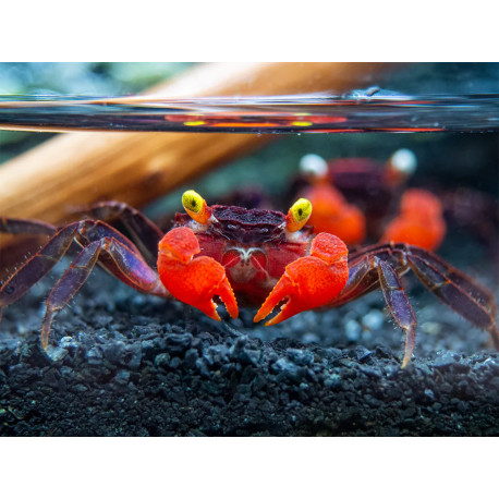 Caranguejo sp. Red Devil (Geosesarma hagen)