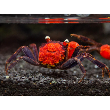 Caranguejo sp. Red Devil (Geosesarma hagen)