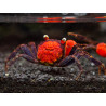 Caranguejo sp. Red Devil (Geosesarma hagen)