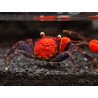 Caranguejo sp. Red Devil (Geosesarma hagen)
