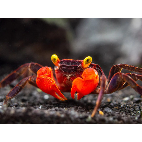 Caranguejo sp. Red Devil (Geosesarma hagen)