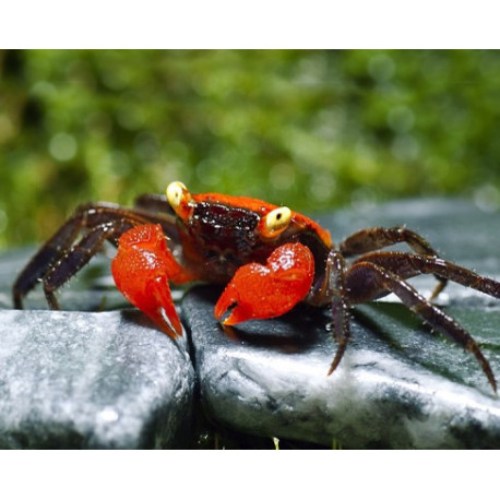 Caranguejo sp. Red Devil (Geosesarma hagen)