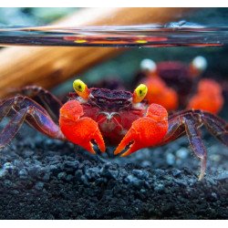 Caranguejo sp. Red Devil (Geosesarma hagen)