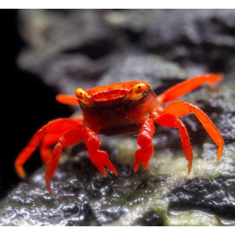 Caranguejo sp. Red Tomato (Geosesarma sp.)