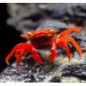 Caranguejo Vampiro Red Tomato - Geosesarma sp.