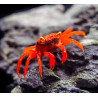Caranguejo sp. Red Tomato (Geosesarma sp.)