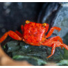 Caranguejo sp. Red Tomato (Geosesarma sp.)