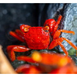 Caranguejo sp. Red Tomato (Geosesarma sp.)