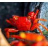 Caranguejo sp. Red Tomato (Geosesarma sp.)