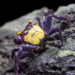 Caranguejo Vampire Purple (Geosesarma dennerle)