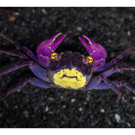Caranguejo Vampire Purple (Geosesarma dennerle)