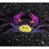 Caranguejo Vampire Purple (Geosesarma dennerle)