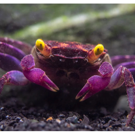 Caranguejo Vampire Purple (Geosesarma dennerle)